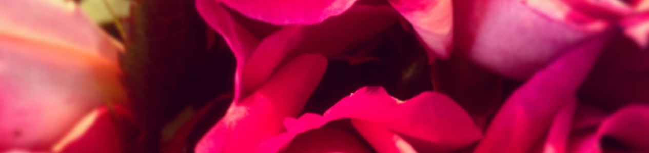 2 for 1 Deal – Happy Valentines Day 2 for 1 Deal – Happy Valentines Day